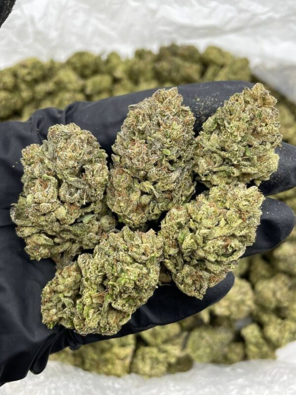 Purple Dream Strain