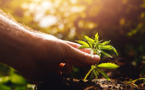 medical-marijuana-blog-img-1